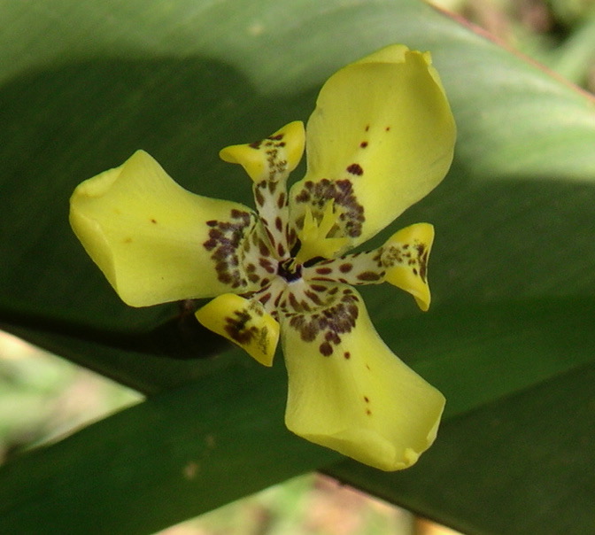 MINOLTA DIGITAL CAMERA