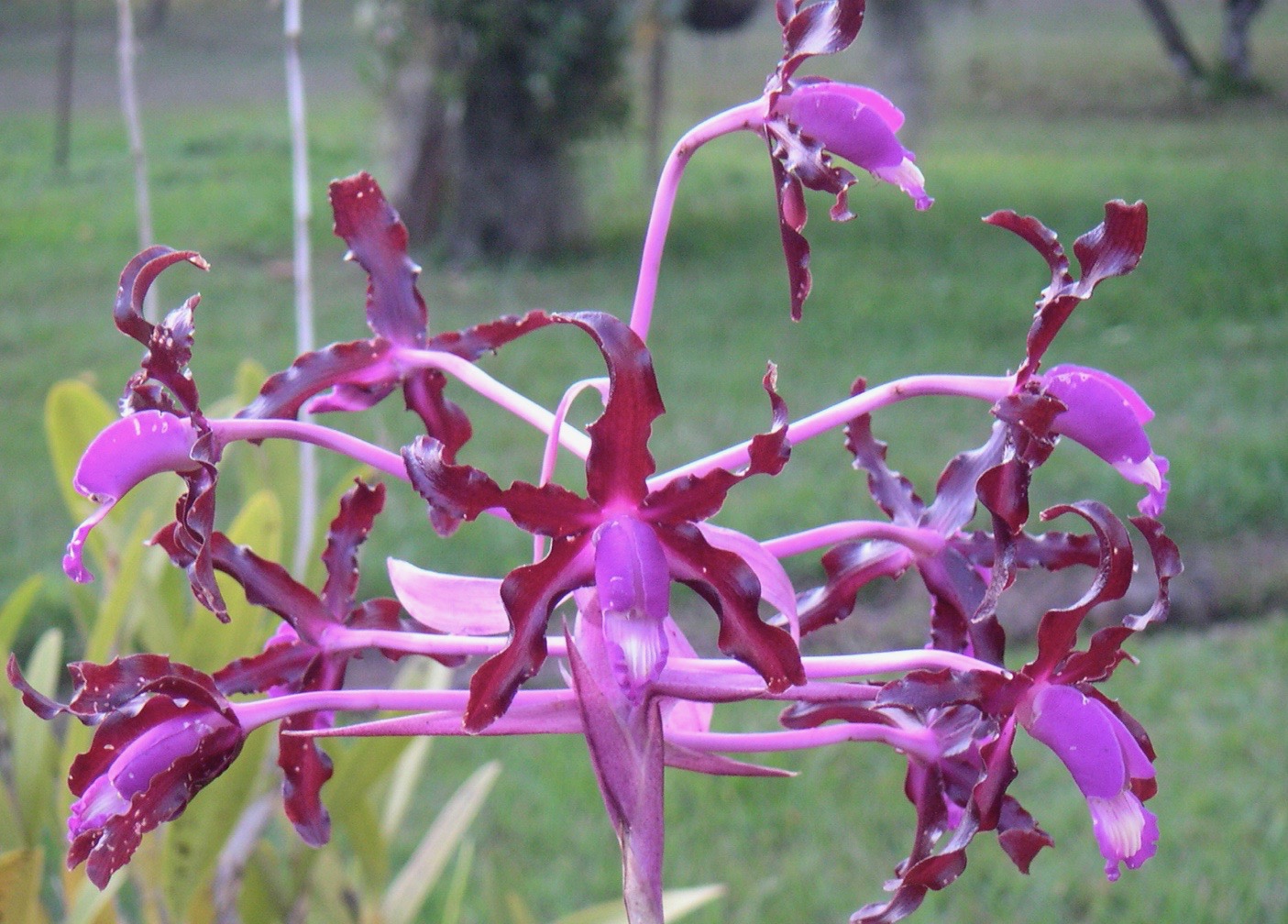 MINOLTA DIGITAL CAMERA