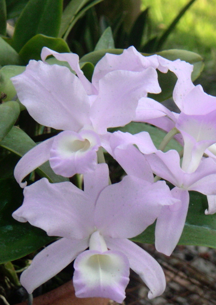 MINOLTA DIGITAL CAMERA